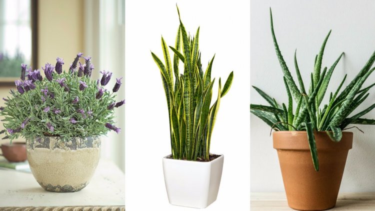 These 4 Plants For Your Bedroom Will Cure Insomnia and Sleep Apnea