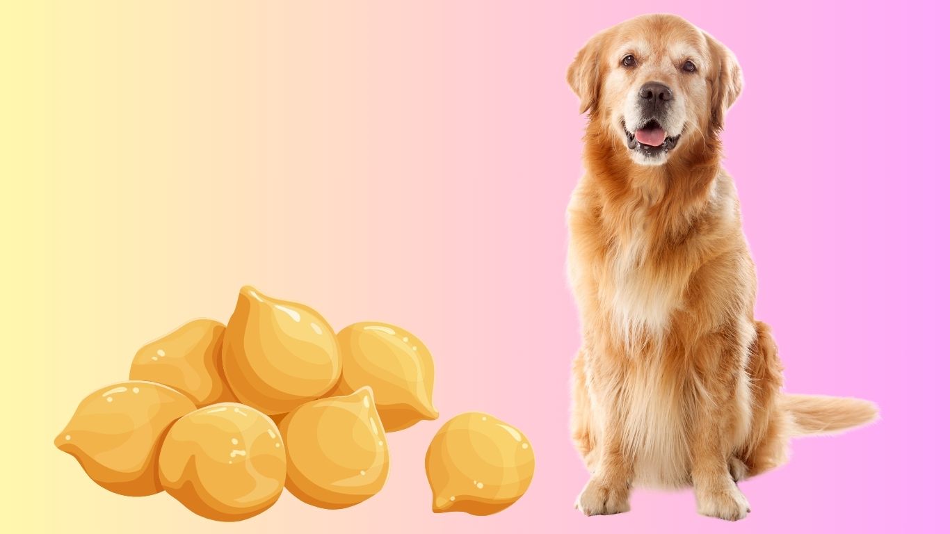 can dogs eat chickpeas