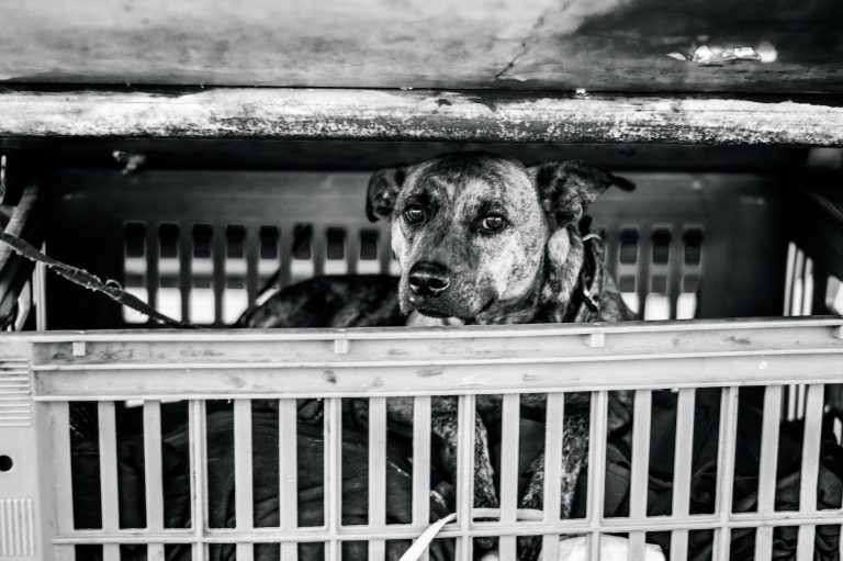 high anxiety dog crate