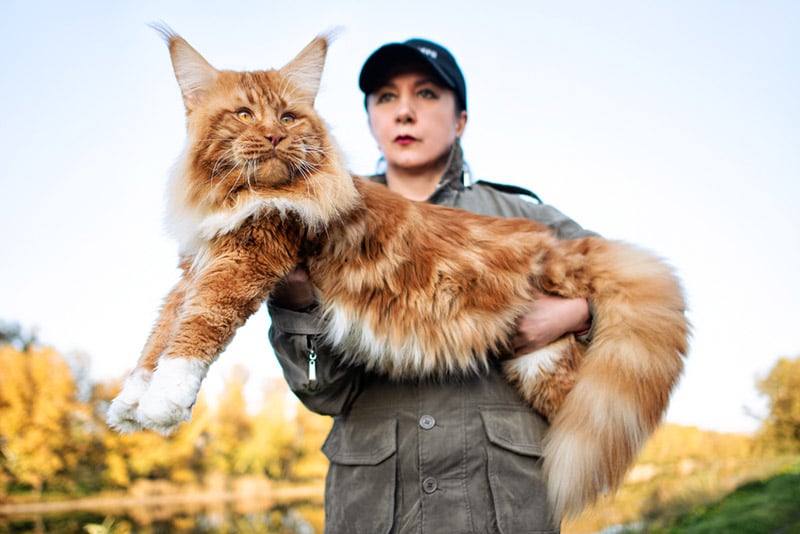 how much is a maine coon cat