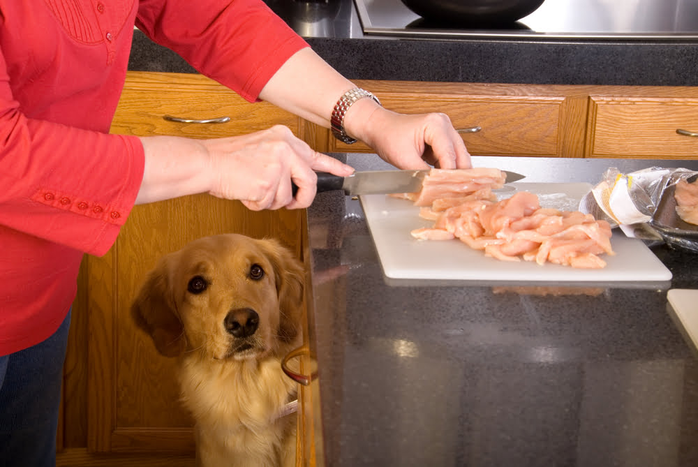 how to boil chicken for dogs
