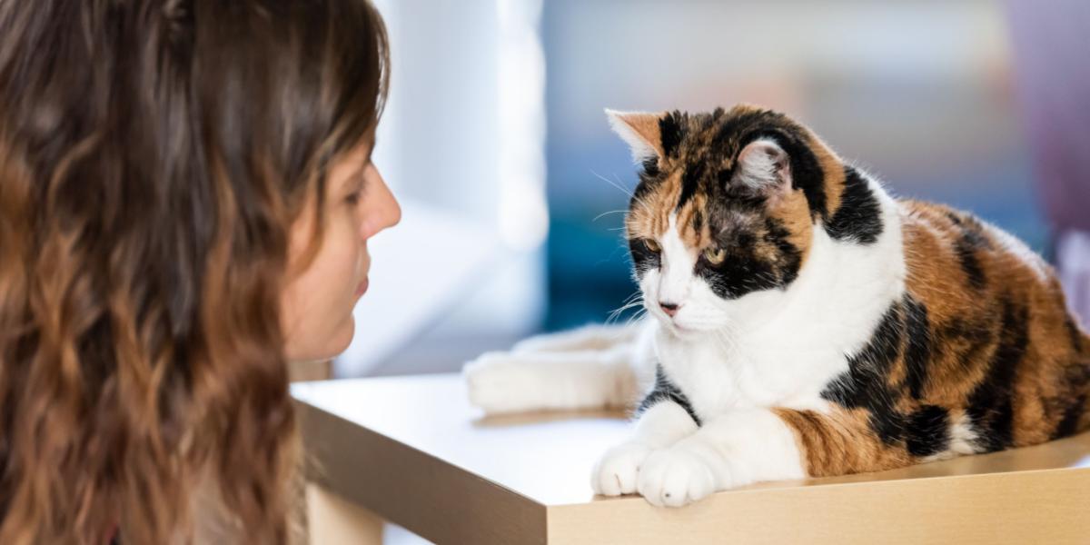 how to discipline a cat