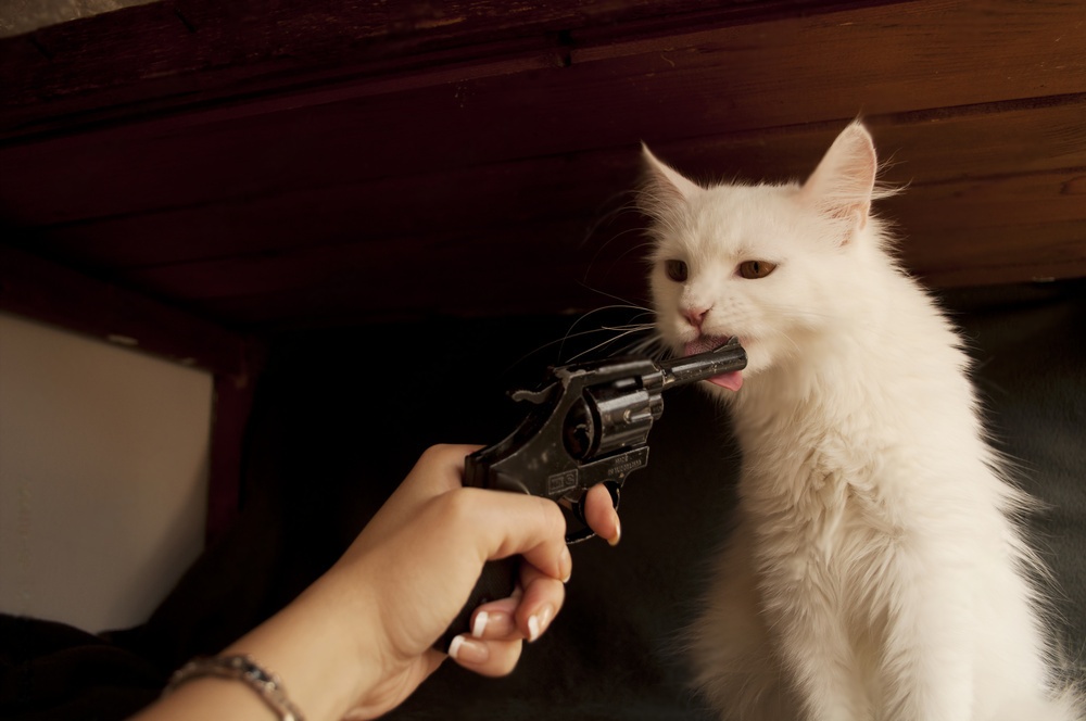 how to talk to your cat about gun safety