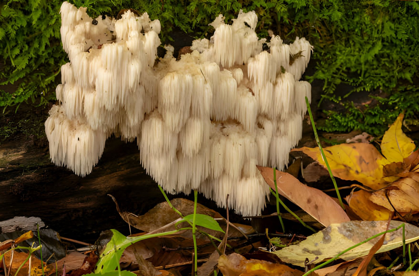 lion's mane spiritual benefits