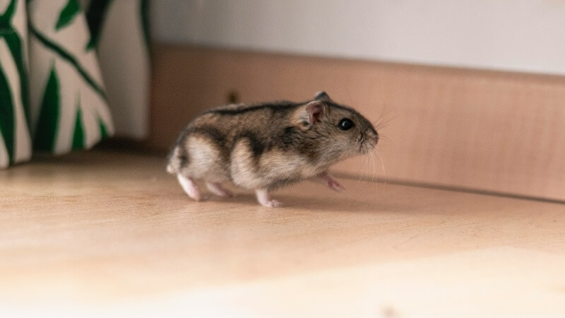 scared hamster