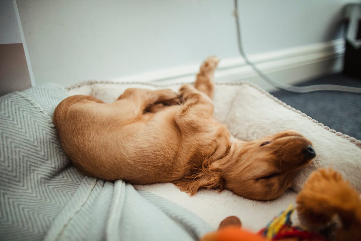 why is my puppy breathing so fast