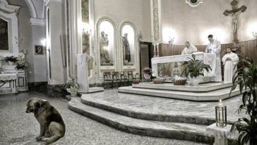 Loyal dog attends mass every day at church where owner's funeral was held, waiting for her to return