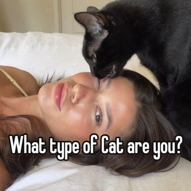 what type of cat are you?