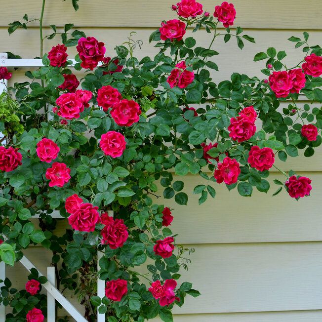 Plants for Fence Lines