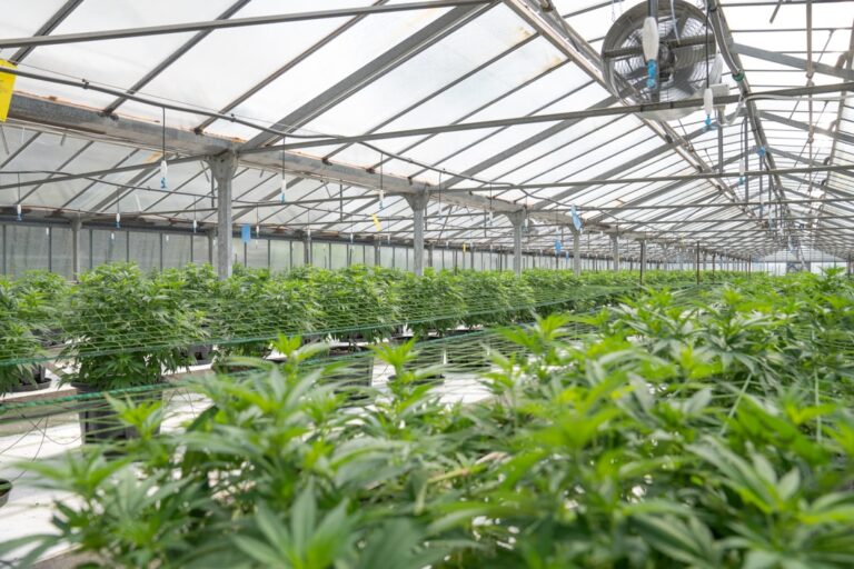 Photo Quantum greenhouse