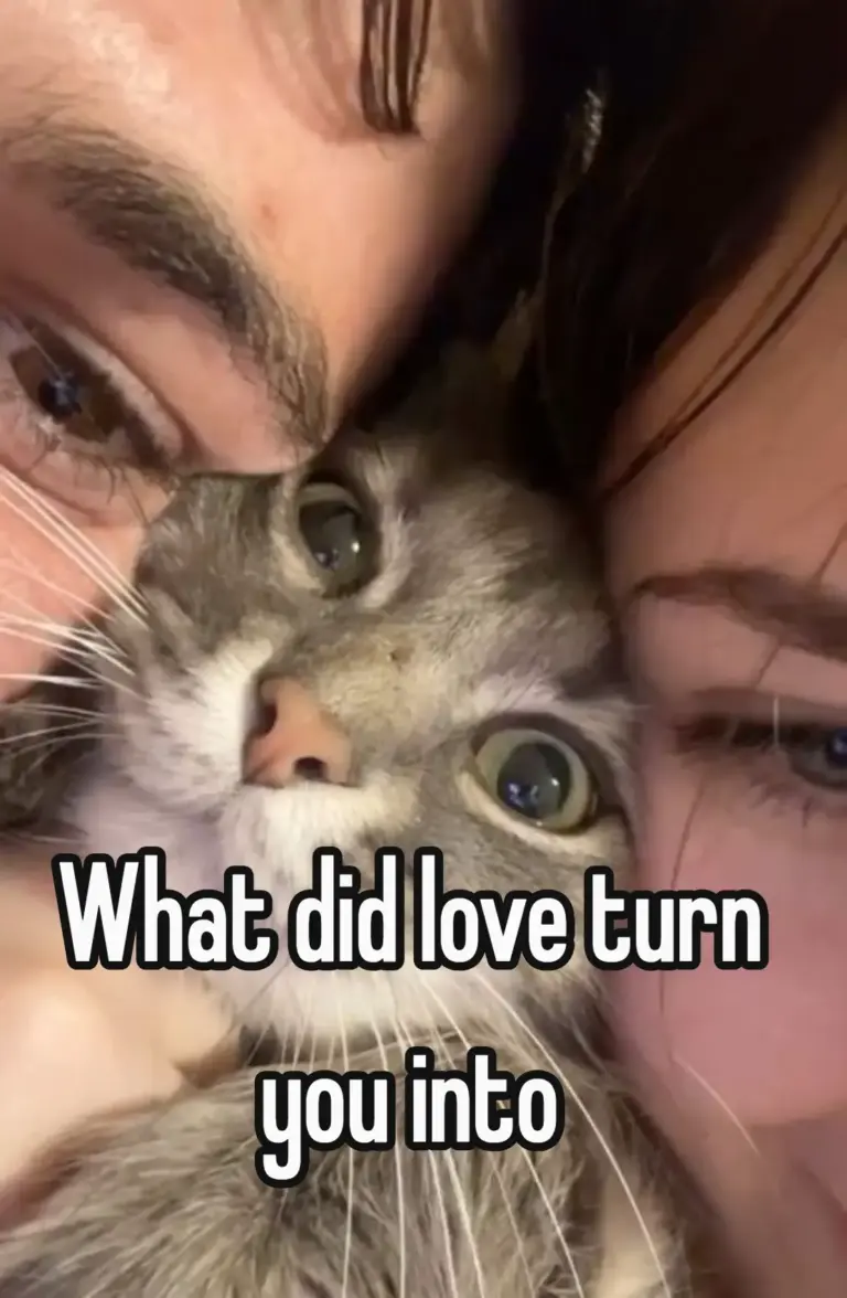 what did love turn you into