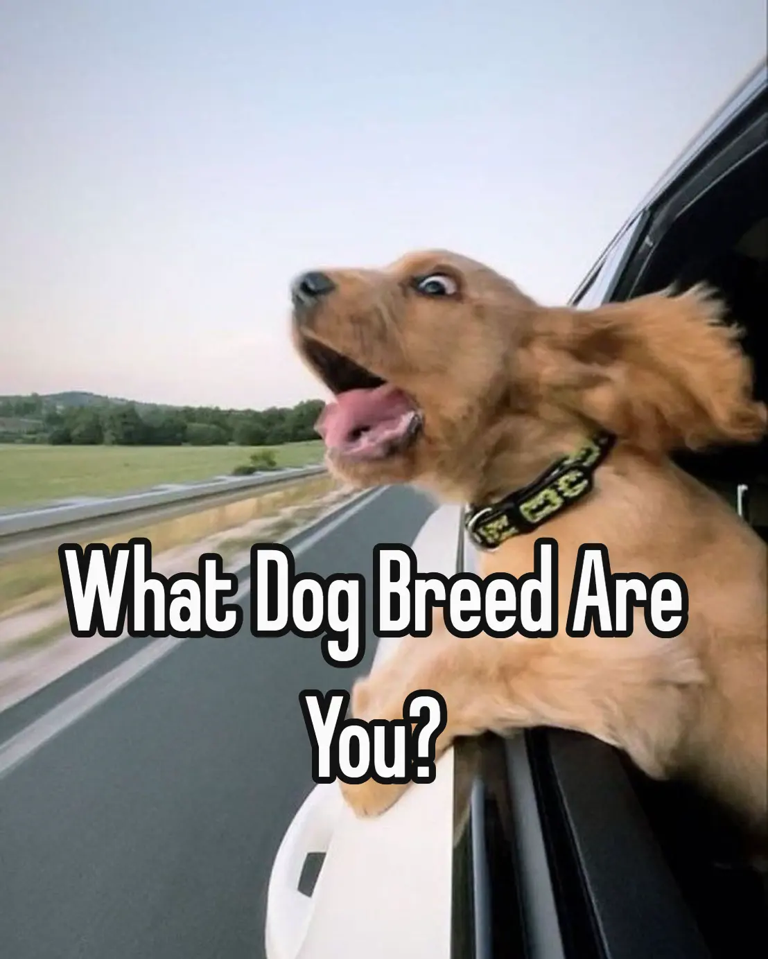 What Dog Breed Are You