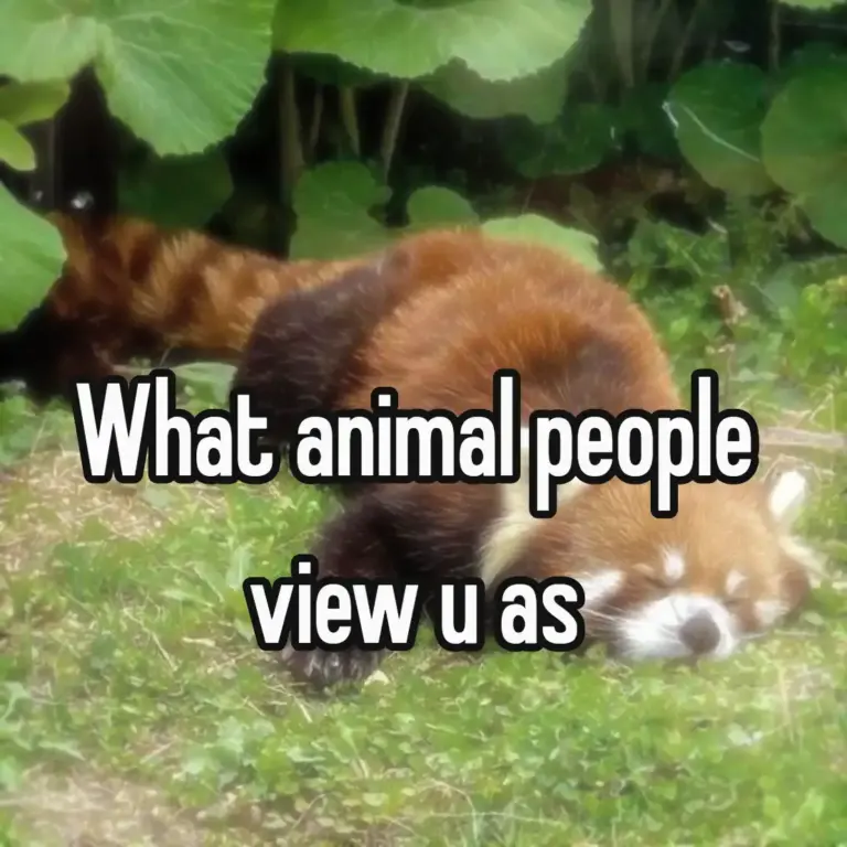 What animal people view u as. (My little psychoanalysis)