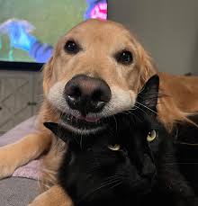 Golden retriever or Black cat?